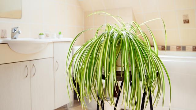 cinta maladre planta para el bano
