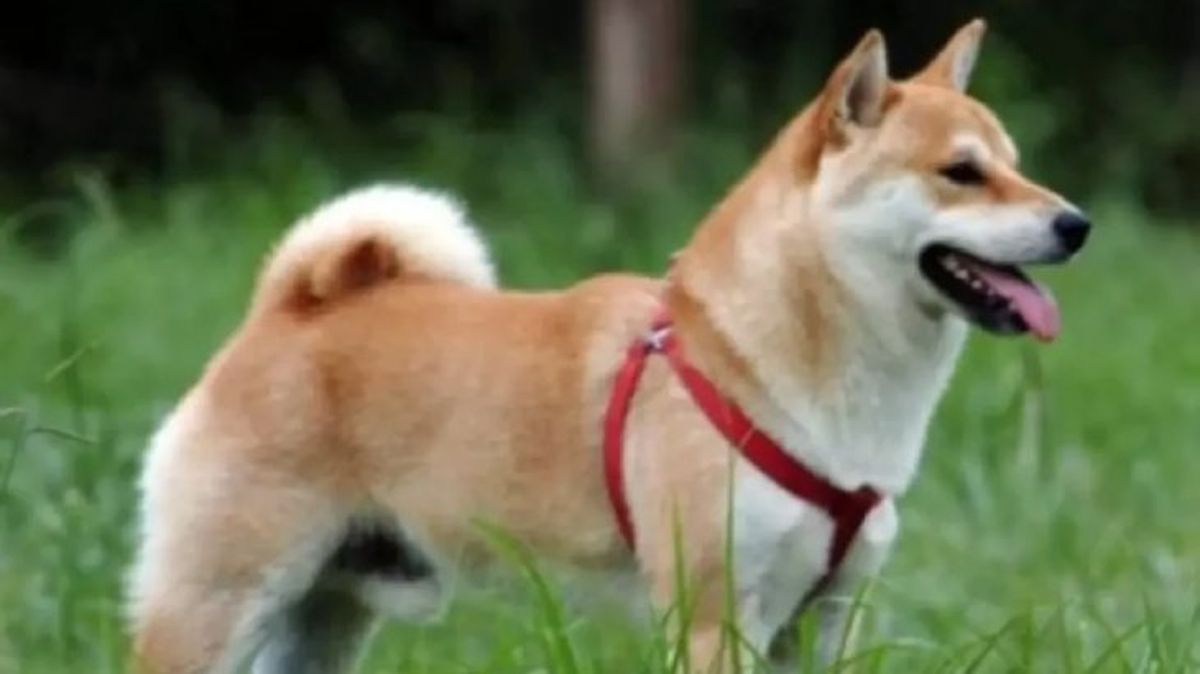 perros japoneses sanshu inu 11