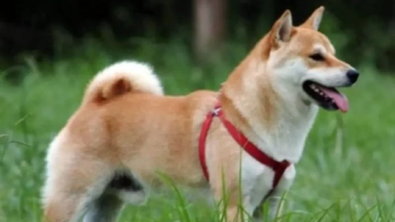 perros japoneses sanshu inu 11