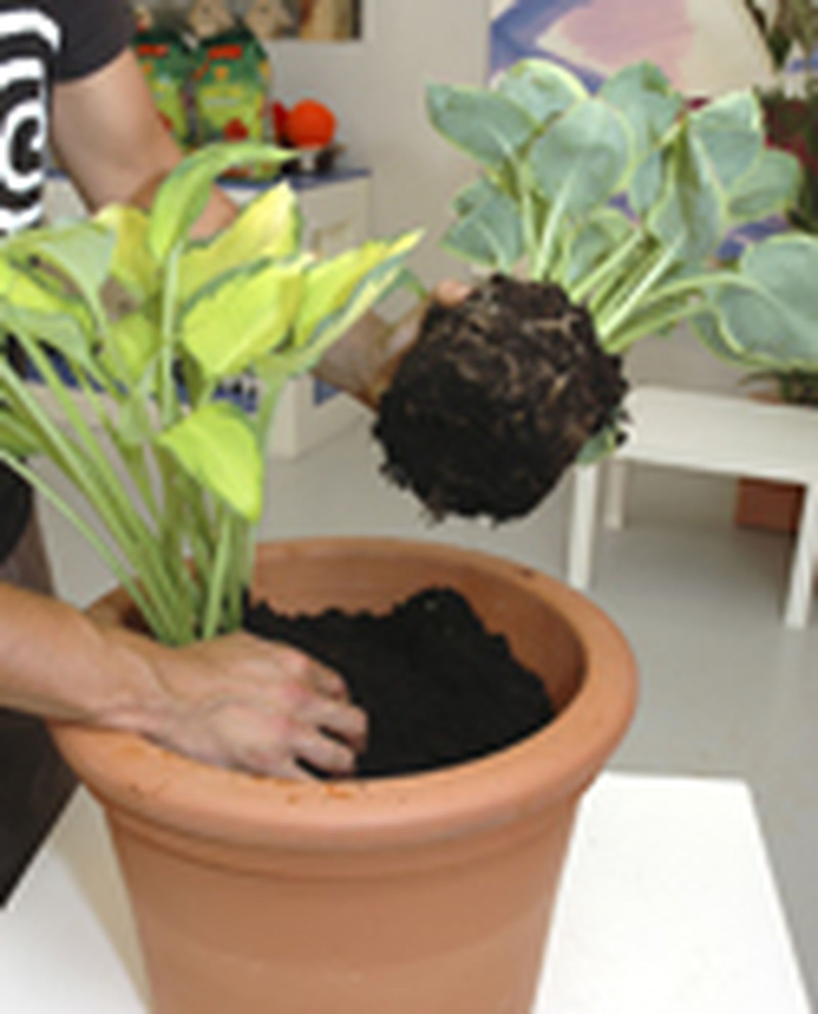 110505 hostas p02