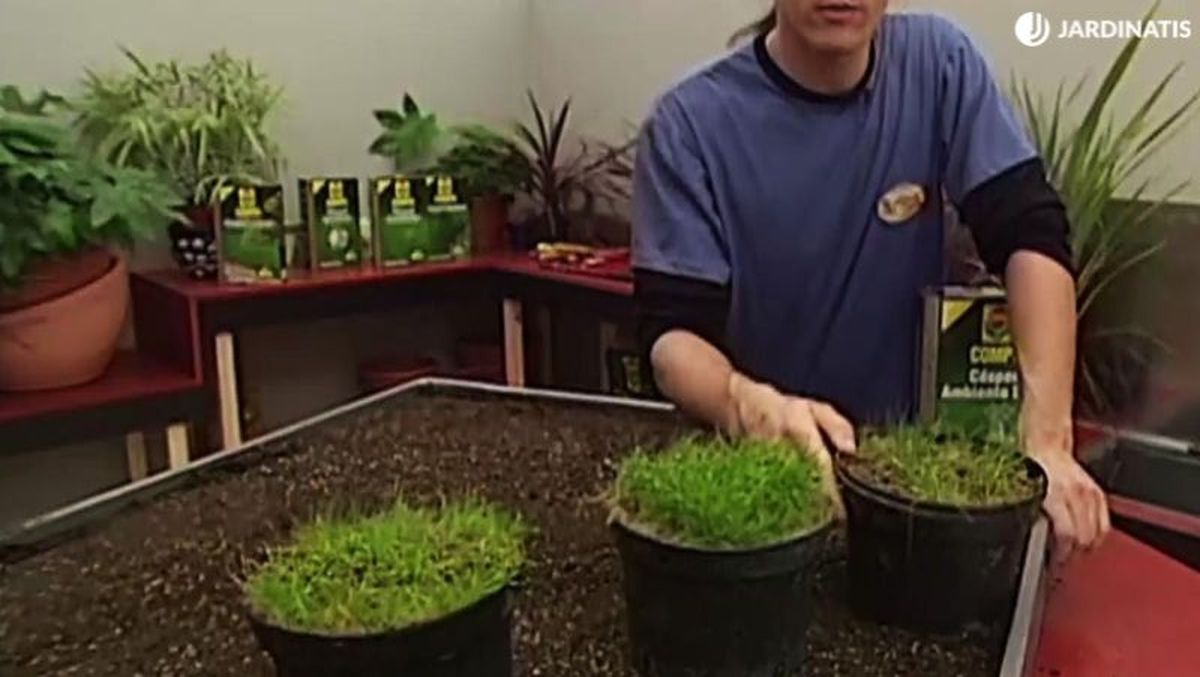 Distintas densidades de césped.