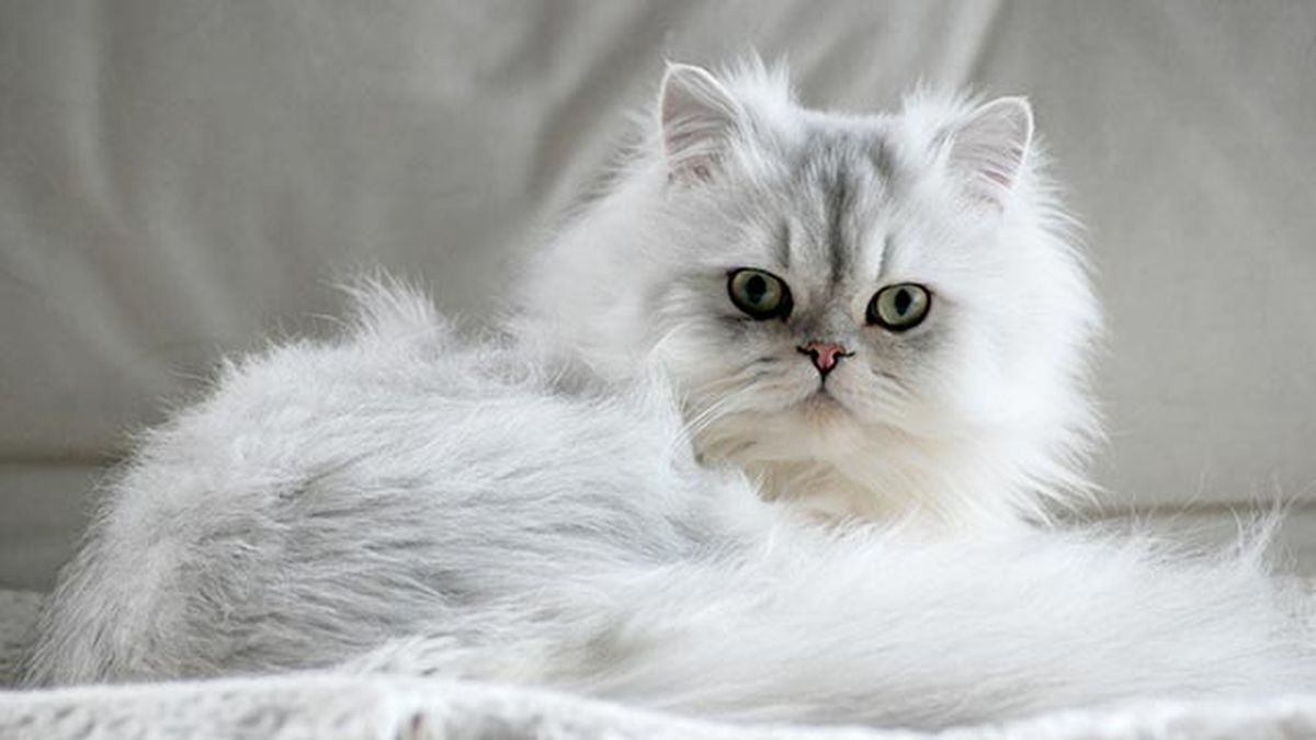 gato persa blanco 9