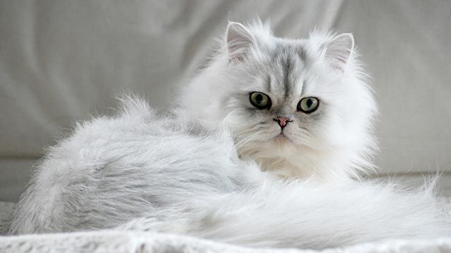 gato persa blanco 9