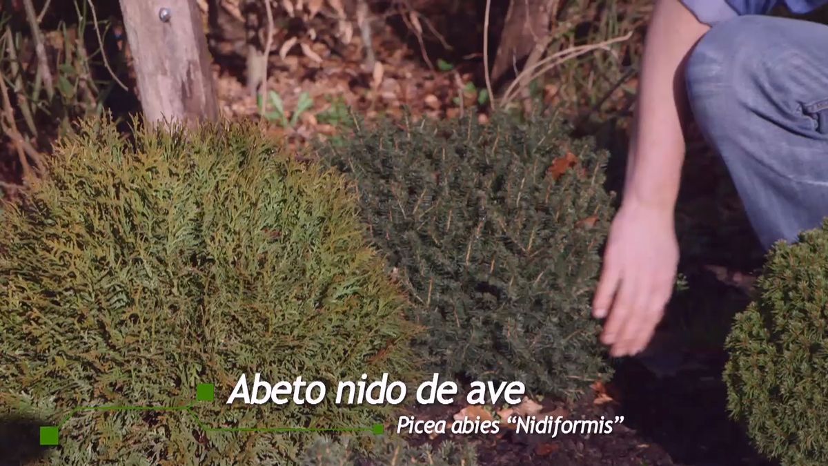 brico 939 3 coniferas forma esferica picea abies nidiformis