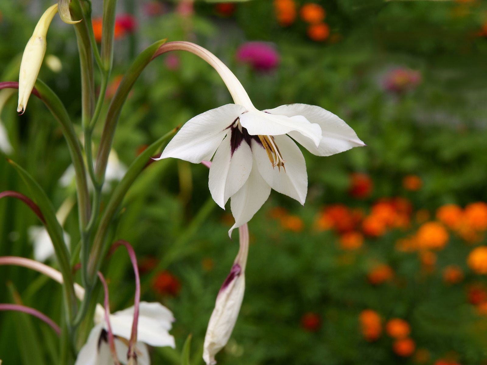 planta Acidanthera
