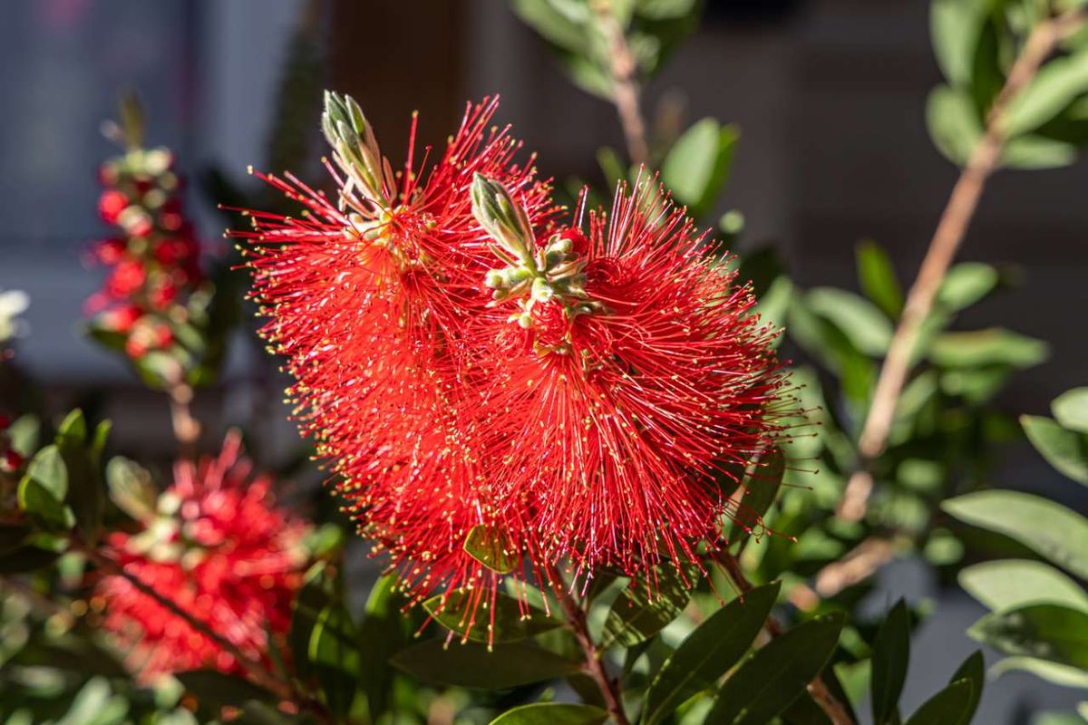 Destaca principalmente por su singular floración en forma de limpiabotellas