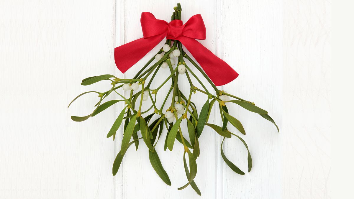 salud plantas muerdago