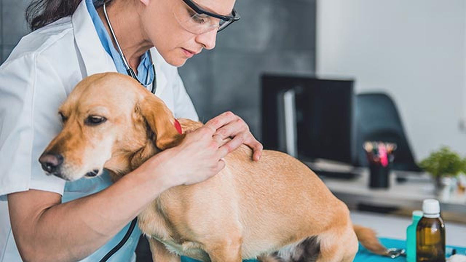 sarna perros veterinario