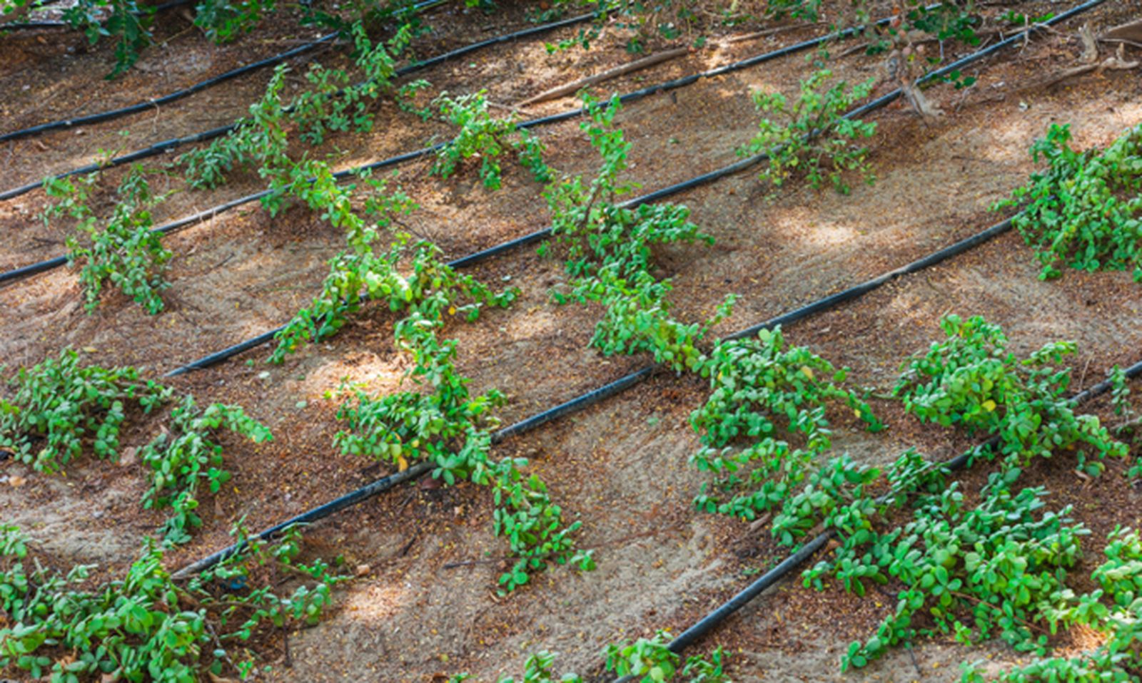 ROJA0015_Riego por goteo para la terraza o el jardín