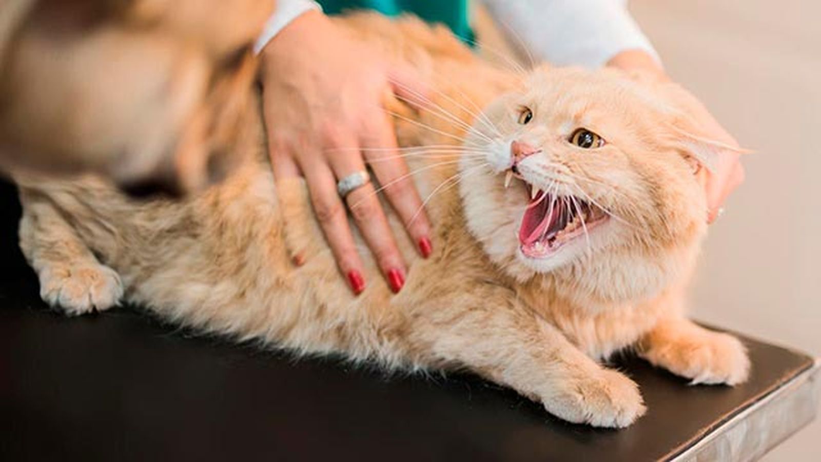 rabia felina 6