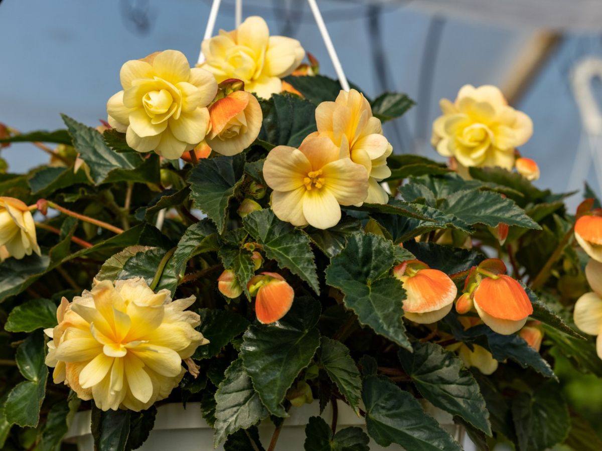 Begonia tuberhybrida de flores amarillas.