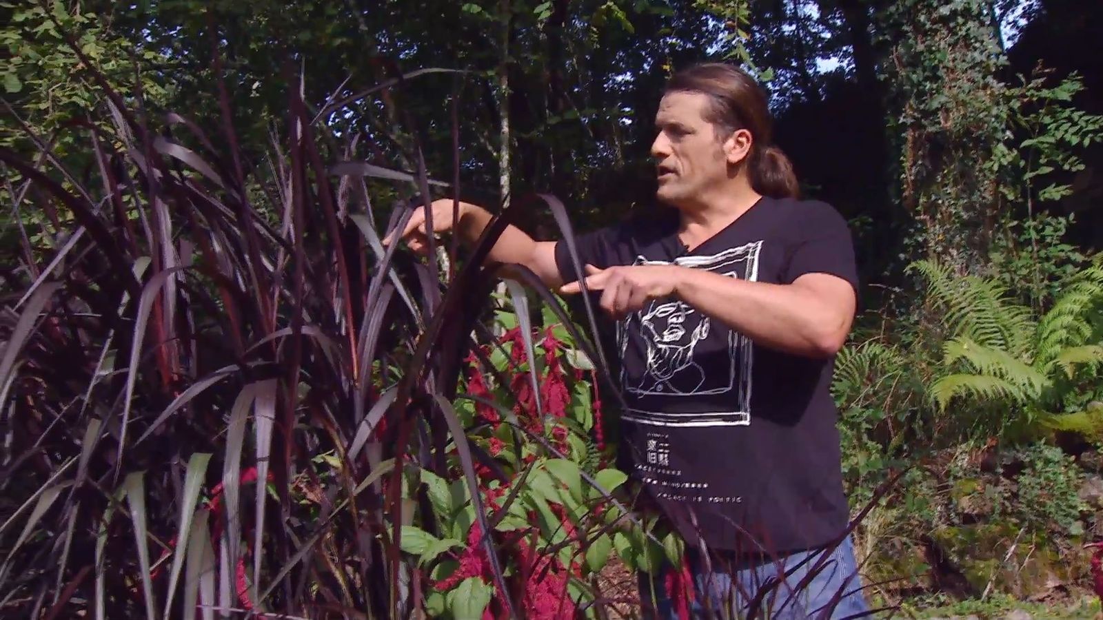 deco666 jardineria pennisetum vertigo xl