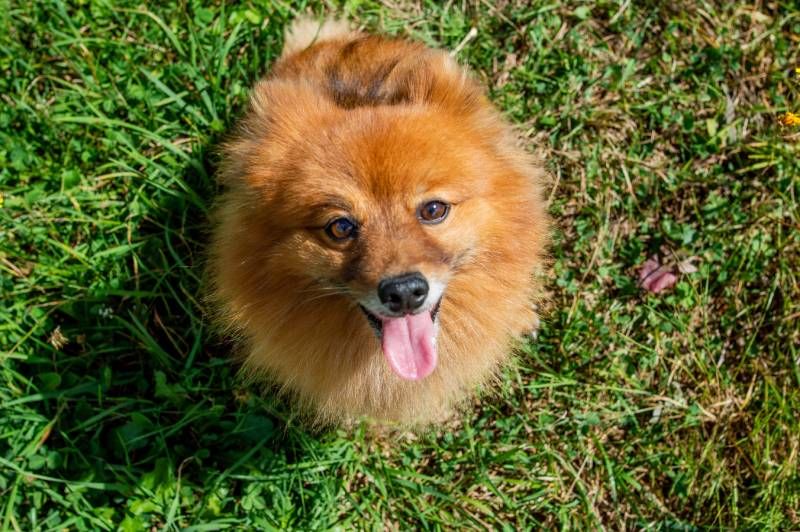 Proporciónale agua fresca a tu perro cuando haga calor para que se hidrate