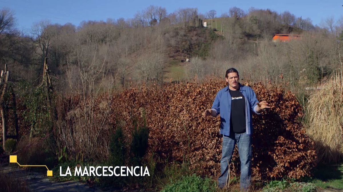 brico 941 3 marcescencia xl