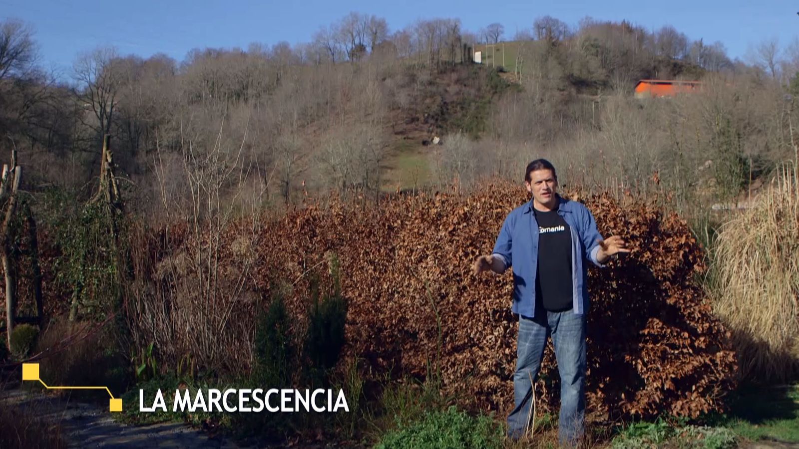 brico 941 3 marcescencia xl