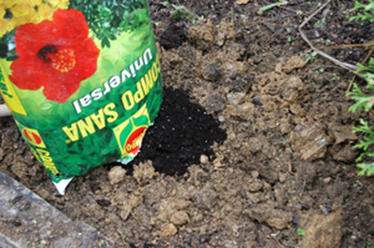 Flores de invierno en parterre   paso 2