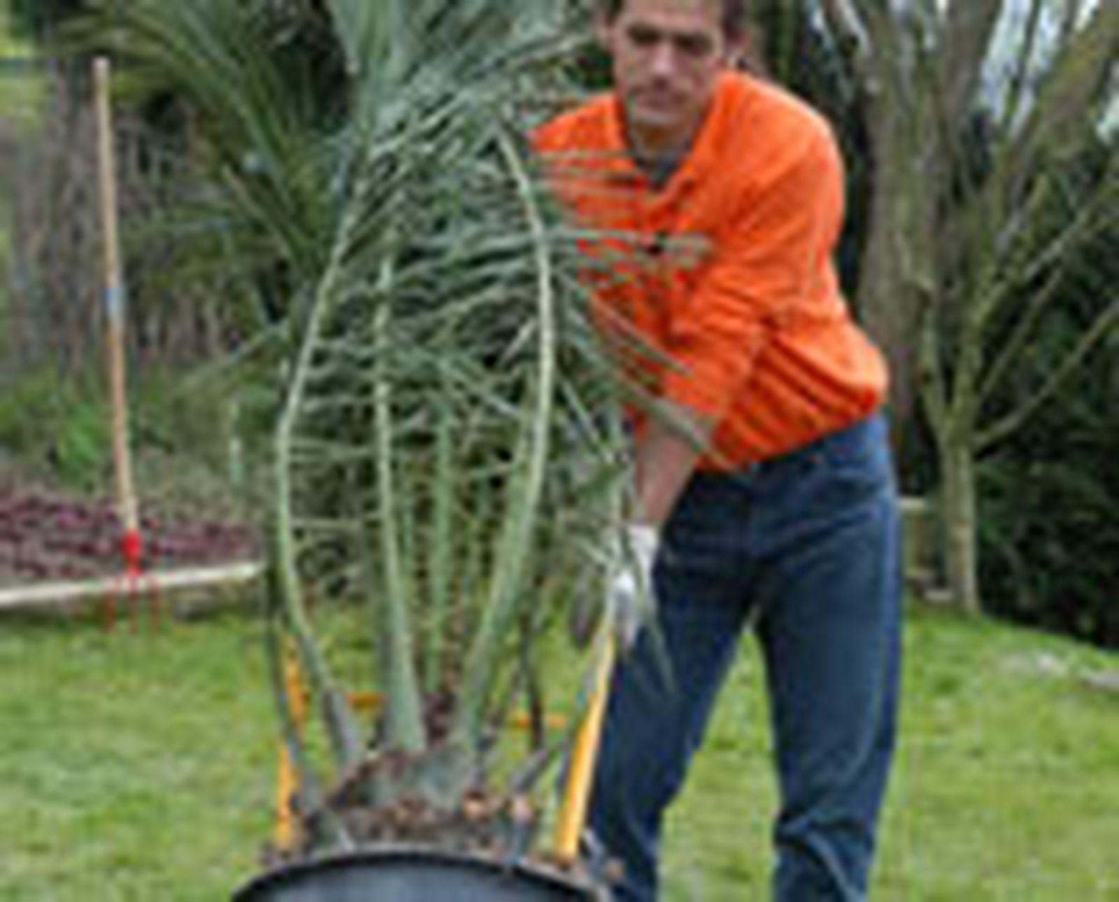 325 plant plam p01