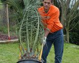 325 plant plam p01