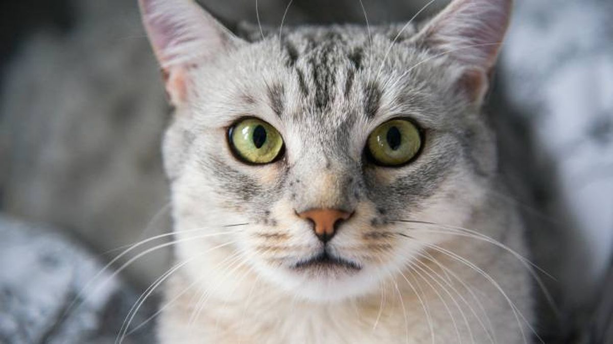 Un precioso gato Mau Egipcio en primer plano