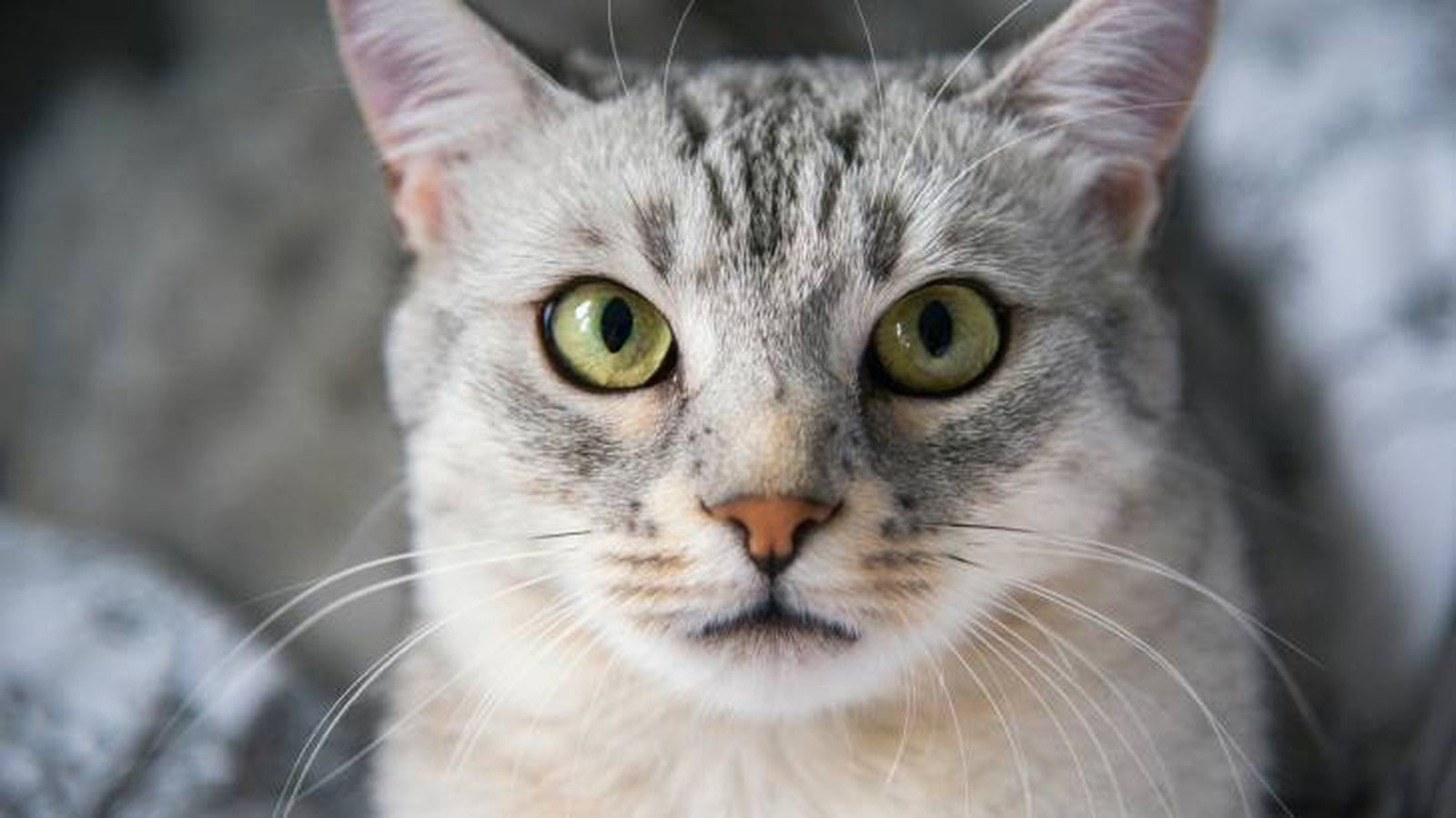 Un precioso gato Mau Egipcio en primer plano