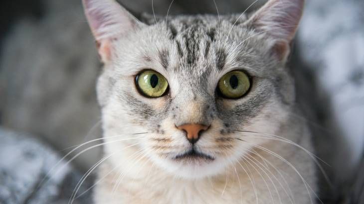Un precioso gato Mau Egipcio en primer plano