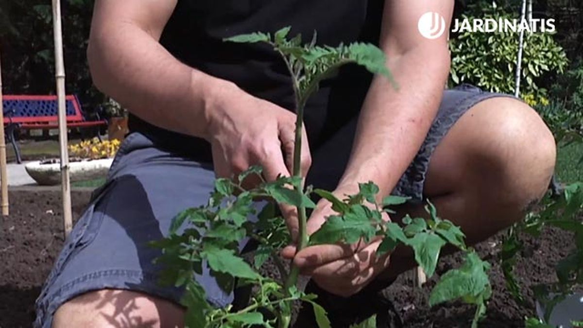 podar laterales tomateras para la huerta xl brico jardin 746