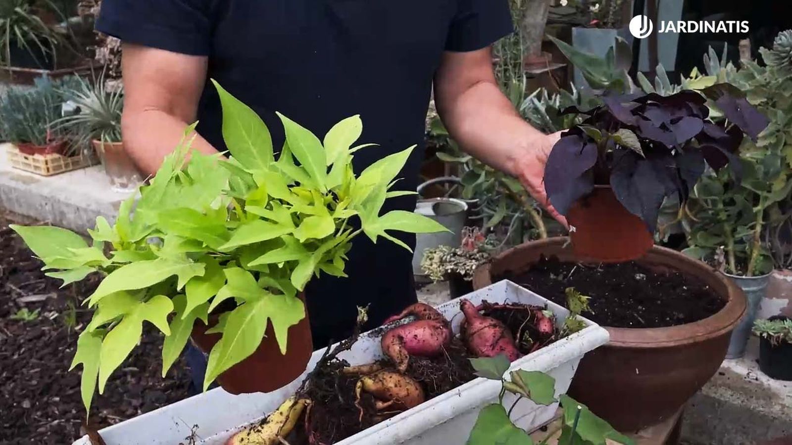 boniatos ornamentales plantas hojas decorativas jardinatis 22 20