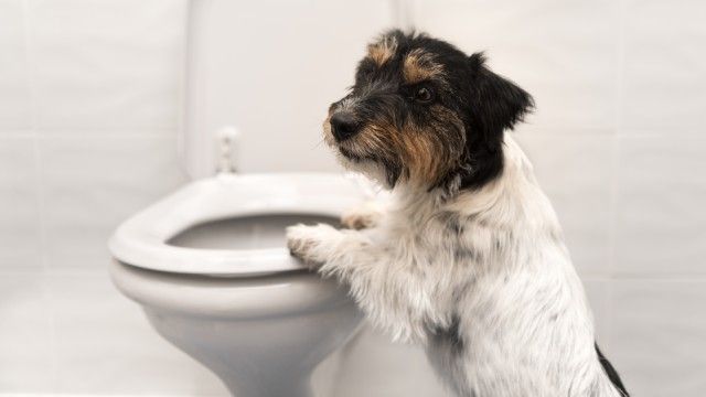 como cortar diarrea perros remedios caseros 5