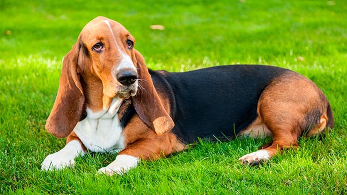 El pelaje corto del basset hound no lo protege correctamente del frío.