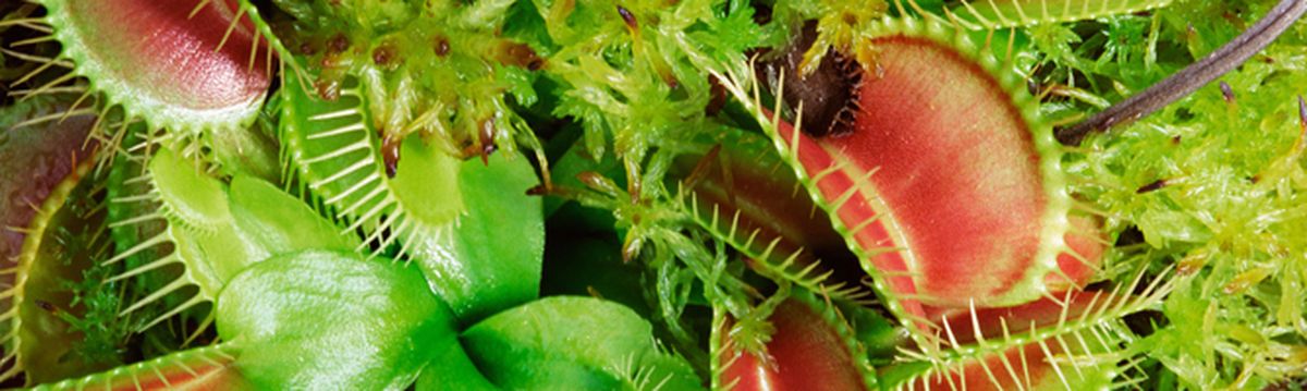 listado de jardineria sobre plantas carnivoras