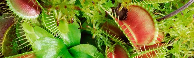 listado de jardineria sobre plantas carnivoras