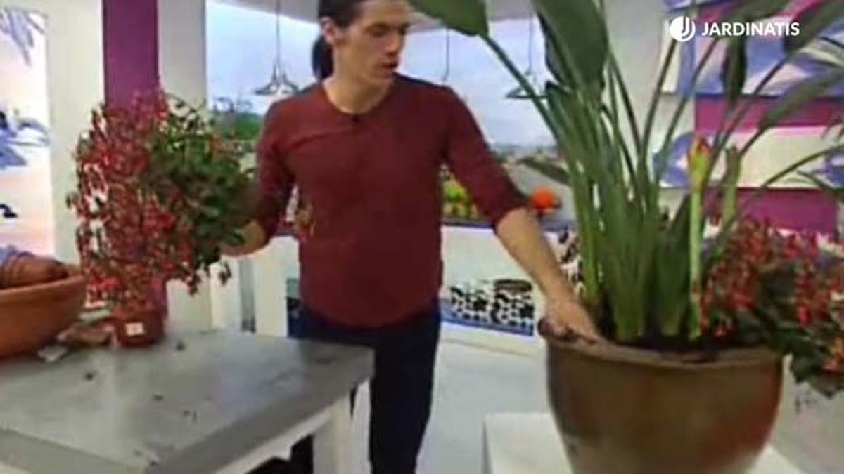 composicion con ave del paraiso paso 4 deco 081