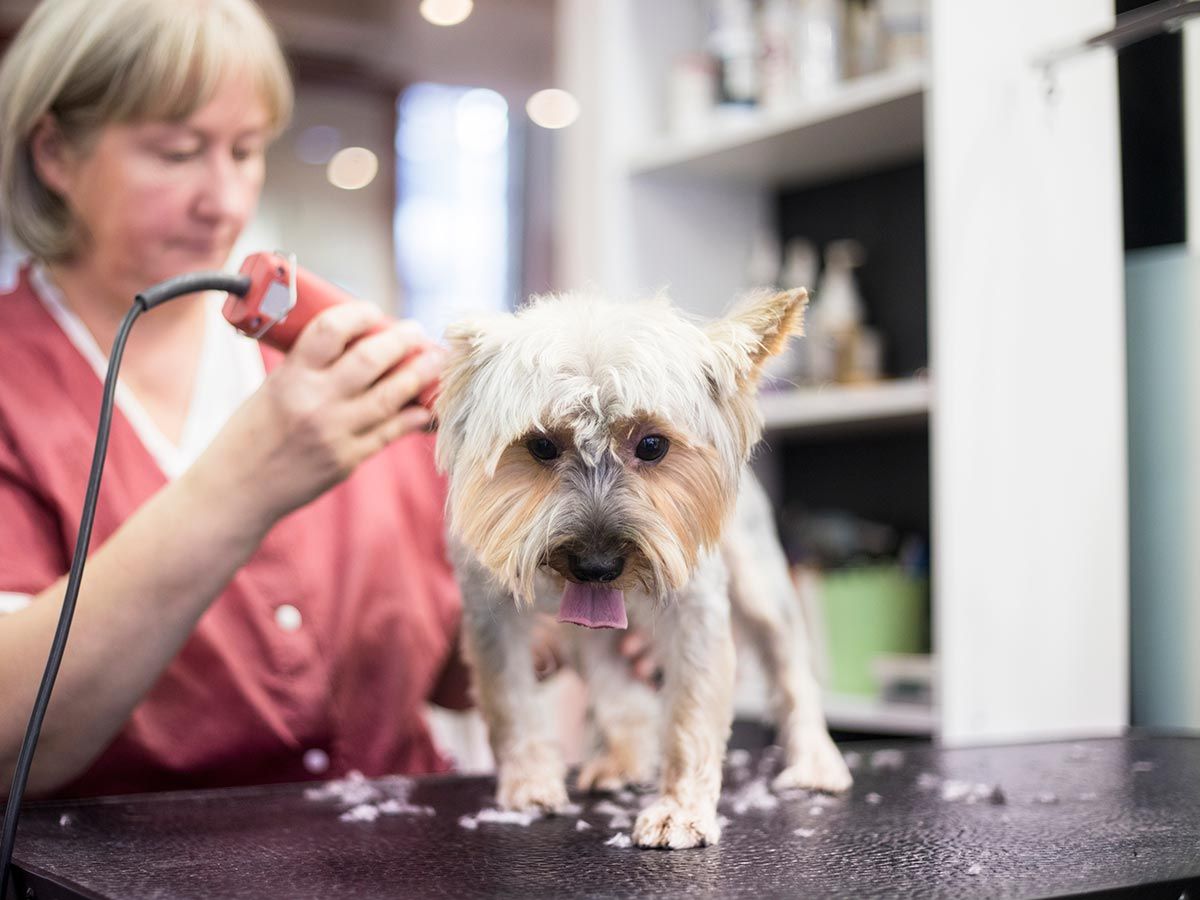 perros no rapar pelo verano proteccion sol