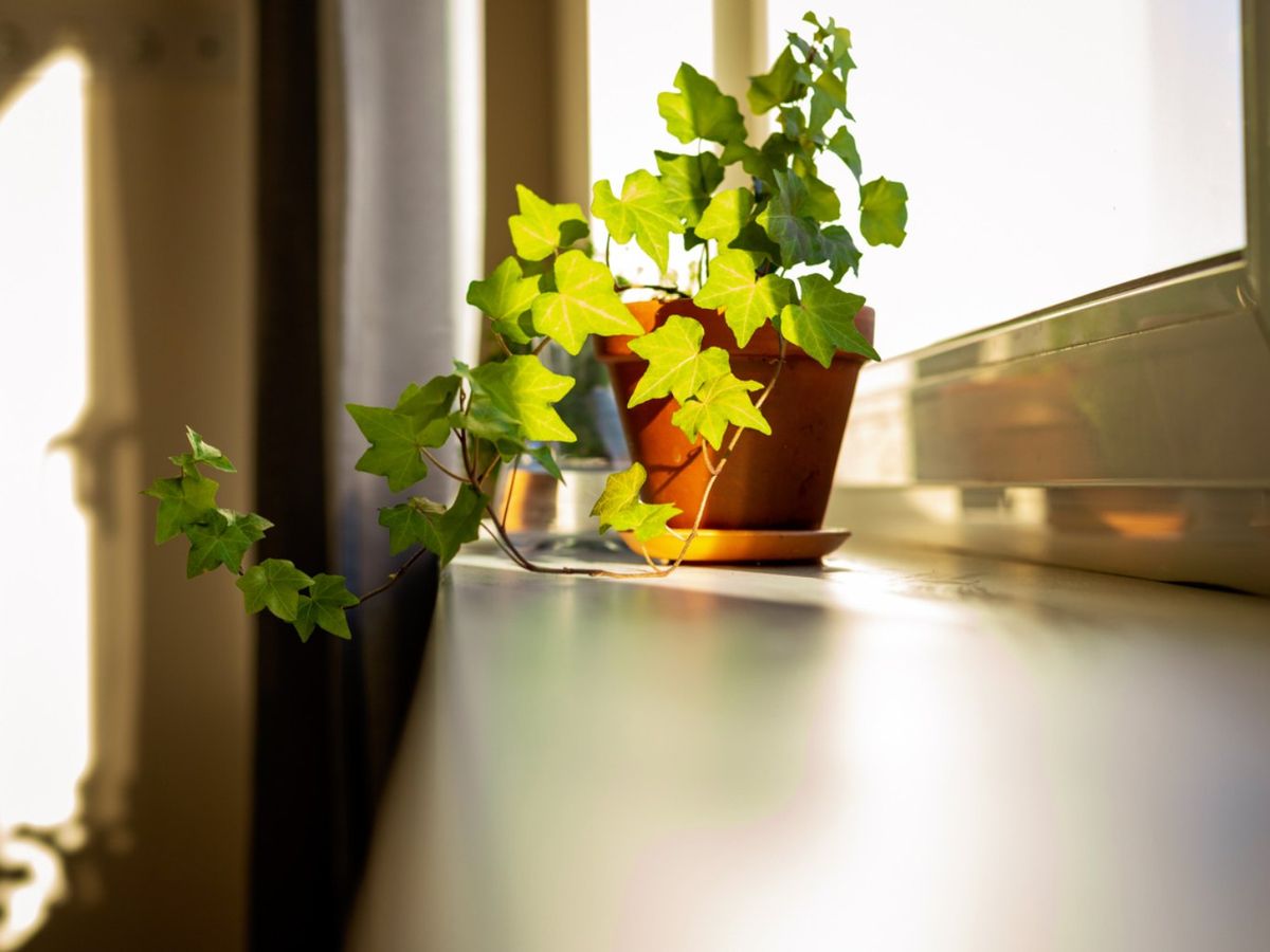 La hiedra en el alféizar añade un toque de encanto natural