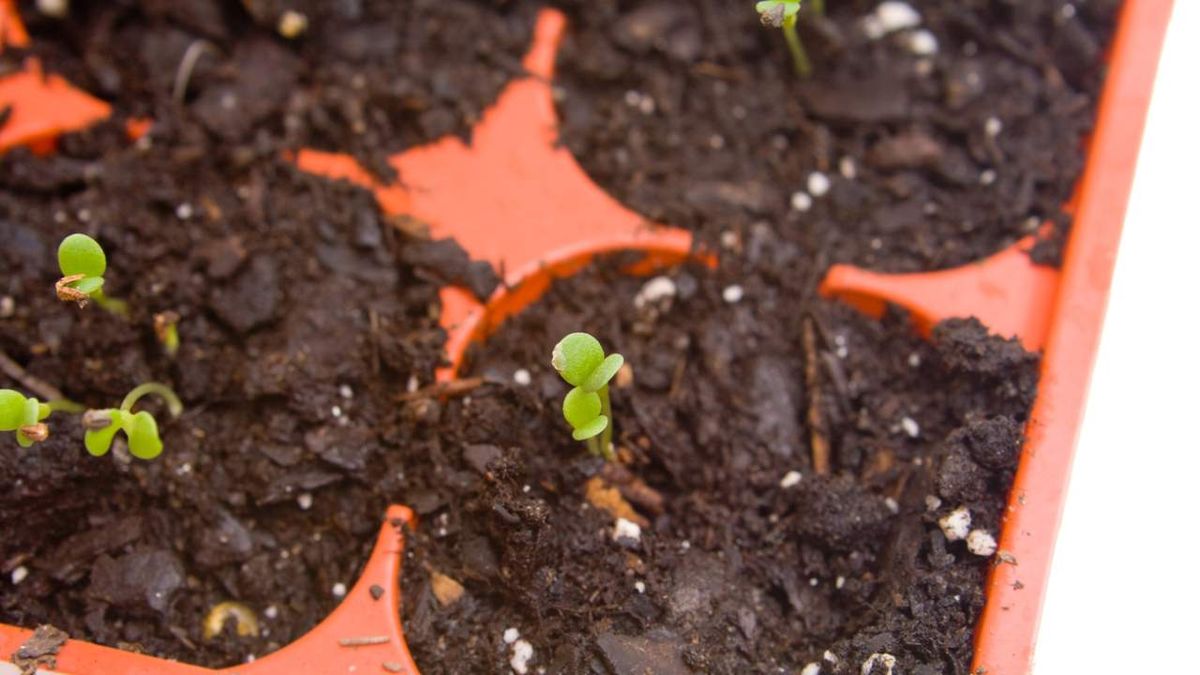 El huerto urbano en febrero