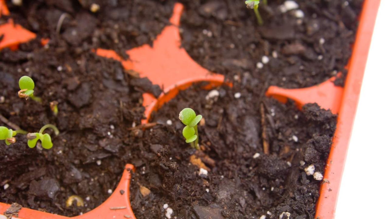 El huerto urbano en febrero
