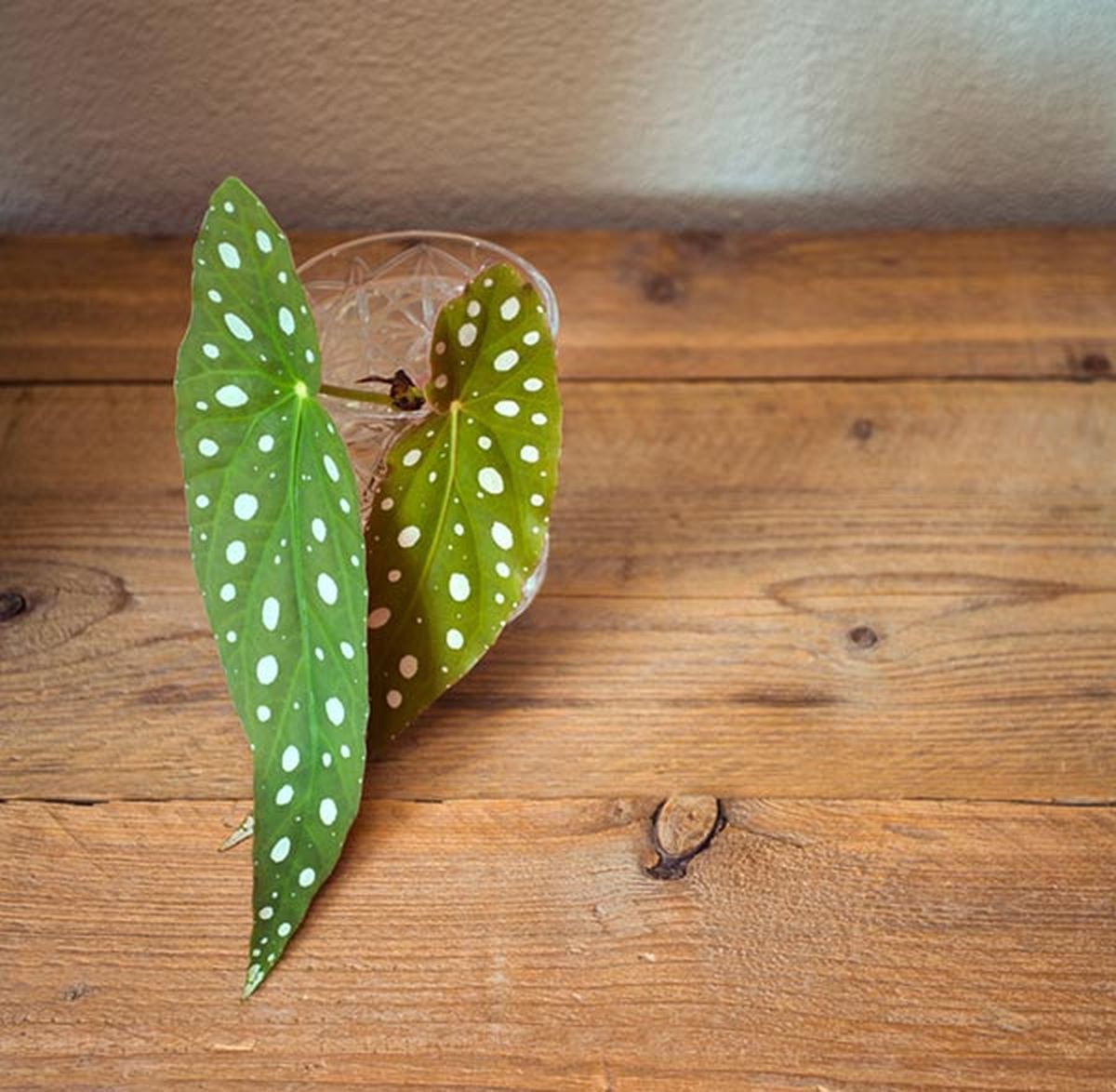 esqueje begonia maculata