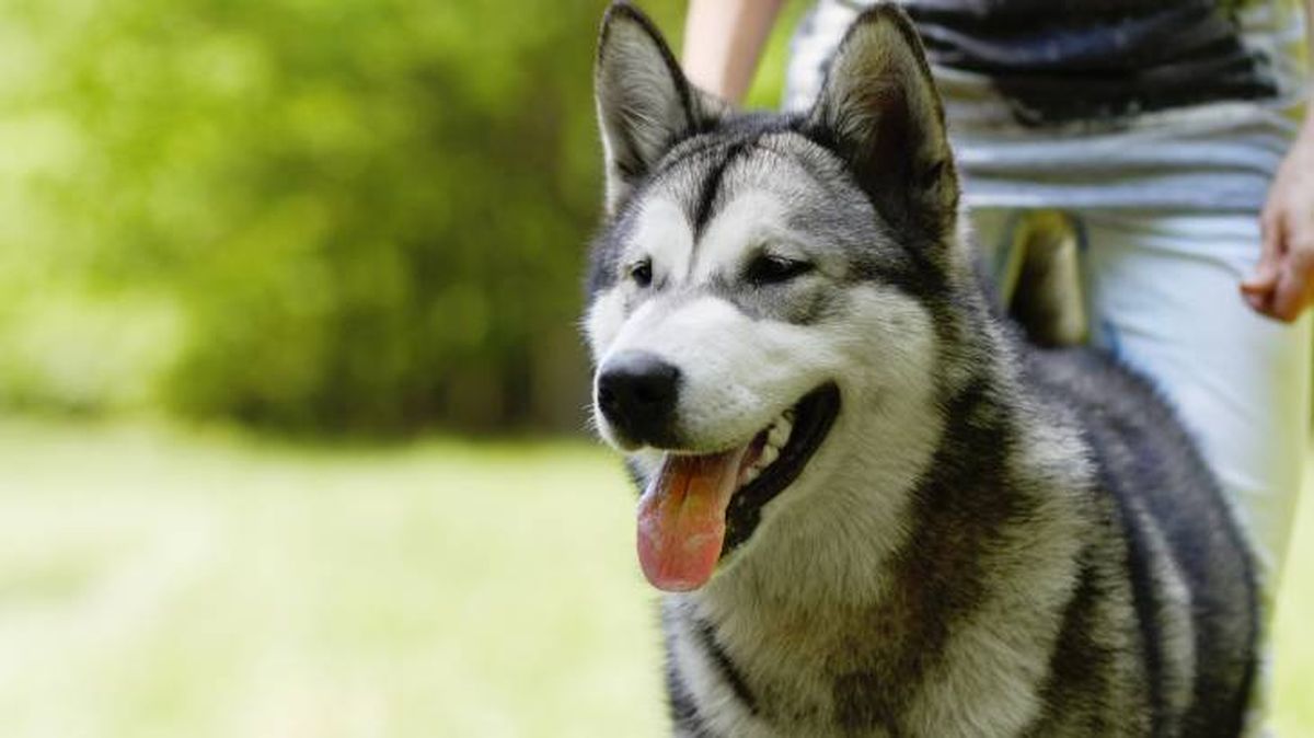 Las 10 razas de perro más robadas por los ladrones