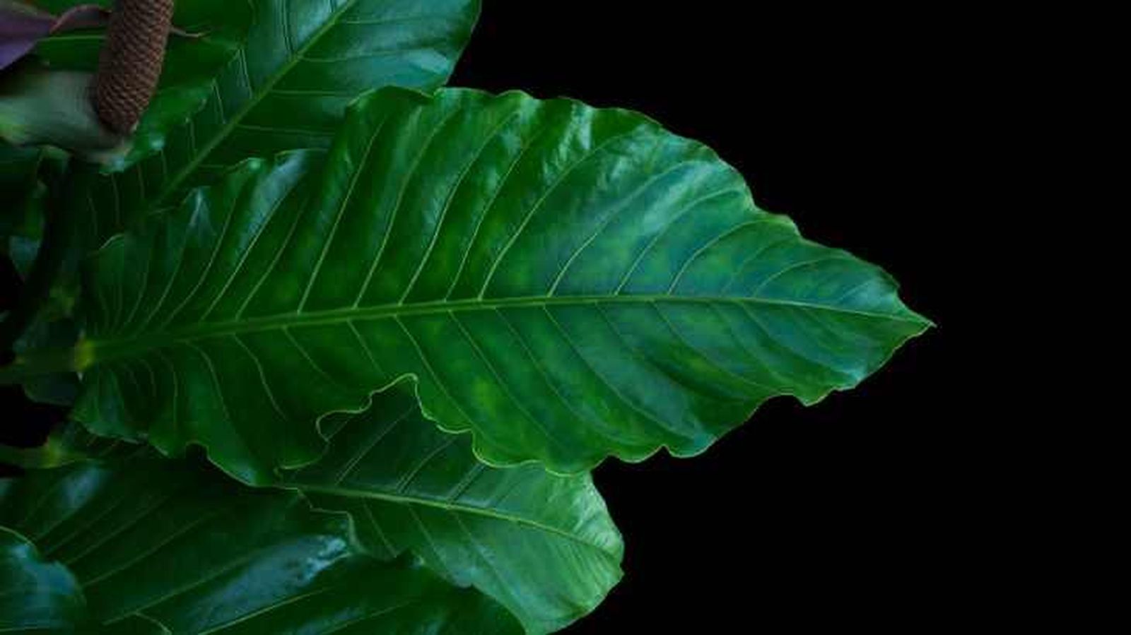 Hoja de anturio jungle king