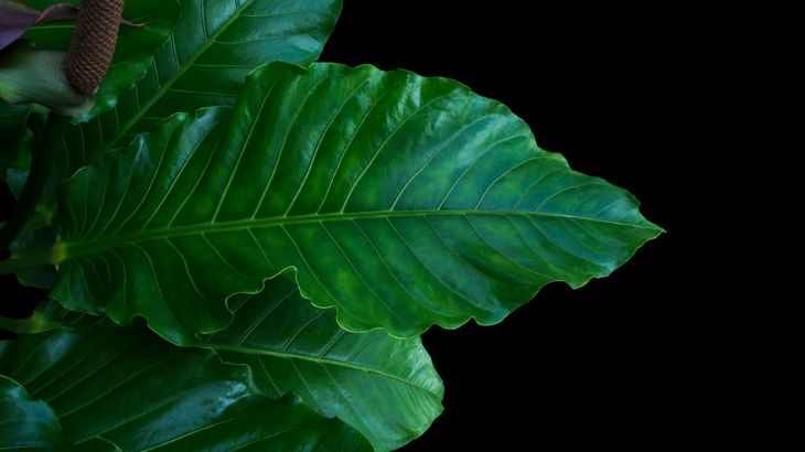 Hoja de anturio jungle king