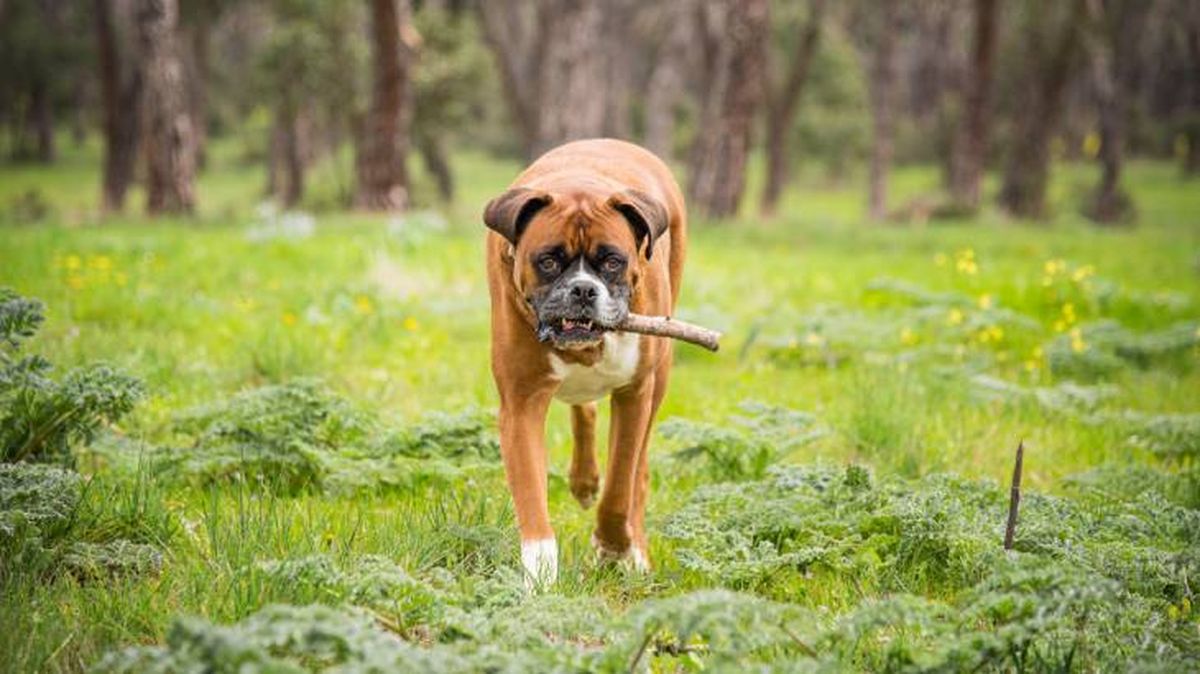El Bóxer es un perro que jugará con otras mascotas y niños