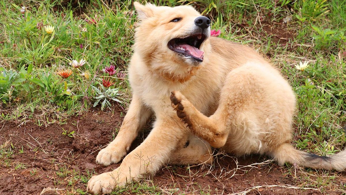 combatir parasitos externos portada