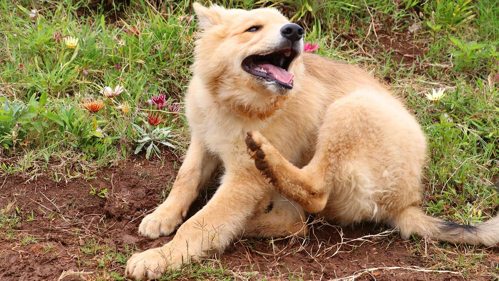 combatir parasitos externos portada