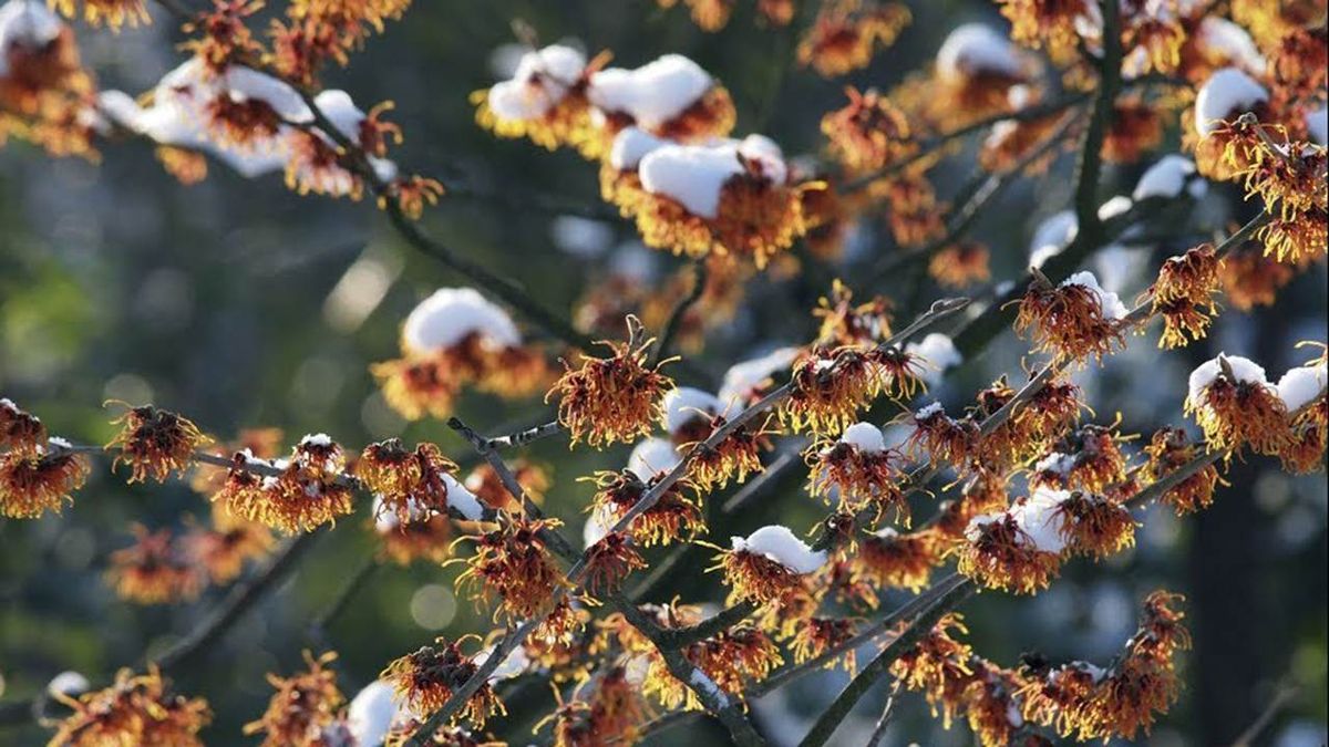 Hamamelis Virginiana, arbusto de flor para el invierno.