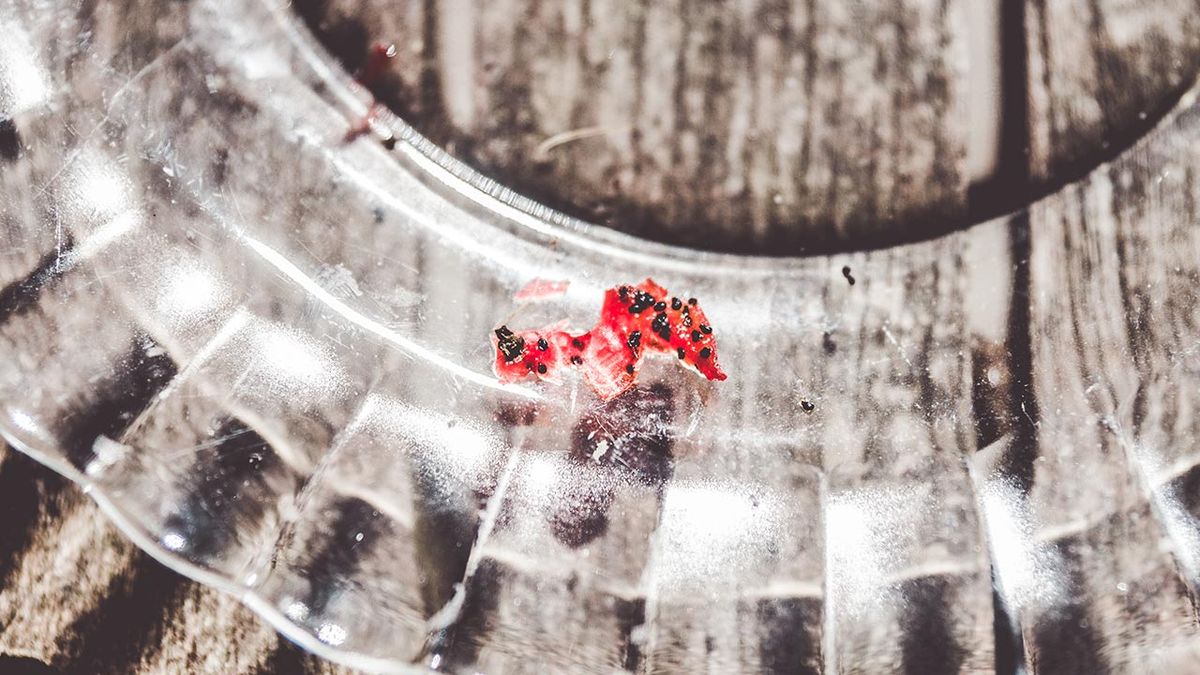 brico 1030 jardin cosecha semillas microscopicas de cactus