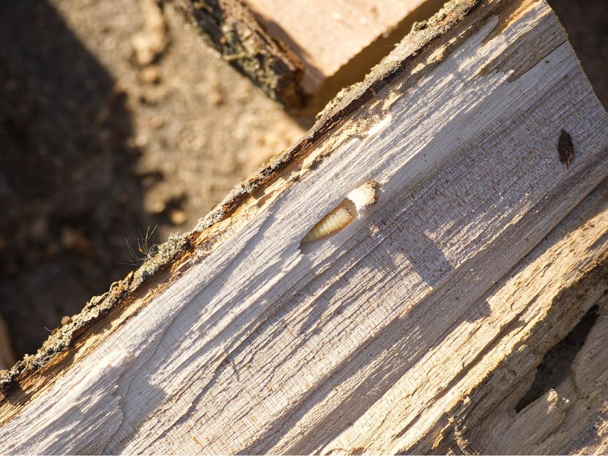 Una larva en la madera
