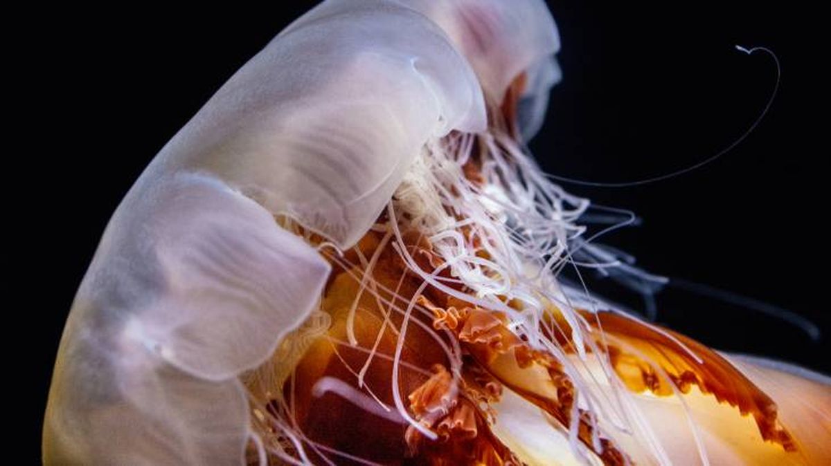 medusa melena de leon curiosidades