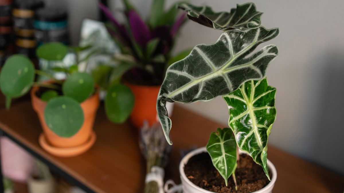alocasia planta retro