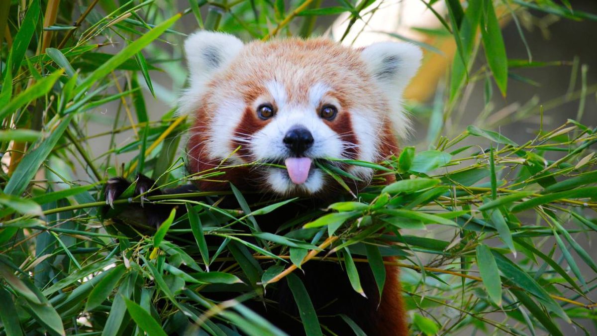 panda rojo Ailurus fulgens curiosidades