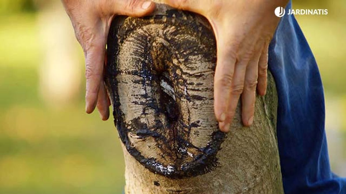 brico 0896 jardin proteger tras poda paso 3